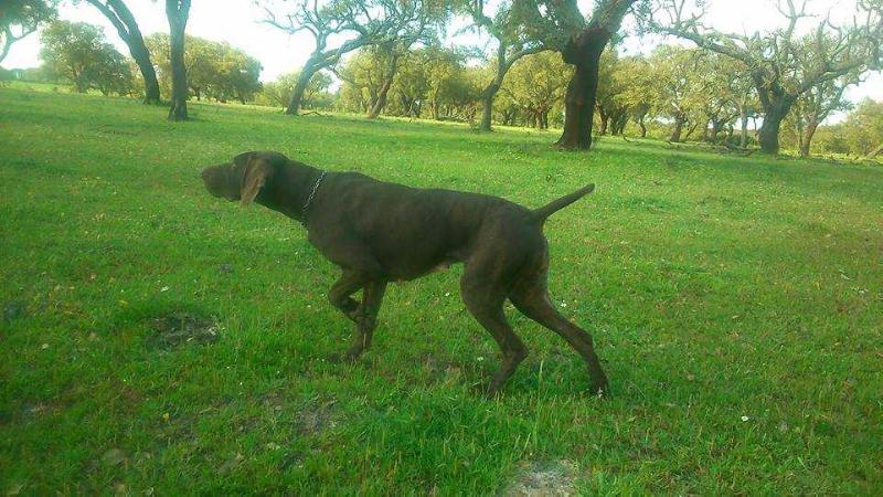 Embra Da Quinta Da Maralha | German Shorthaired Pointer 