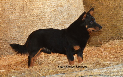 Bellsmond Navajo | Lancashire Heeler 