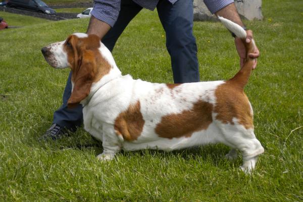 Nhabira Kadence | Basset Hound 