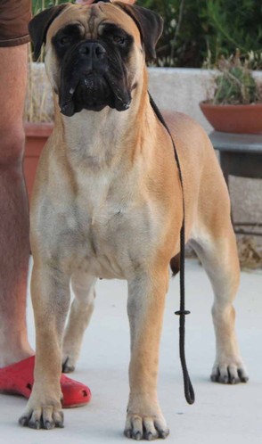 NightFallKing Hada | Bullmastiff 