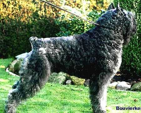 Max | Bouvier des Flandres 