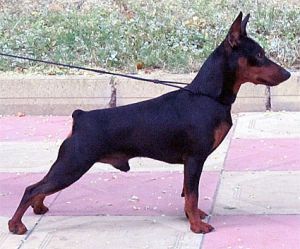 DUVINAL MAURIS MURRAY | Miniature Pinscher 