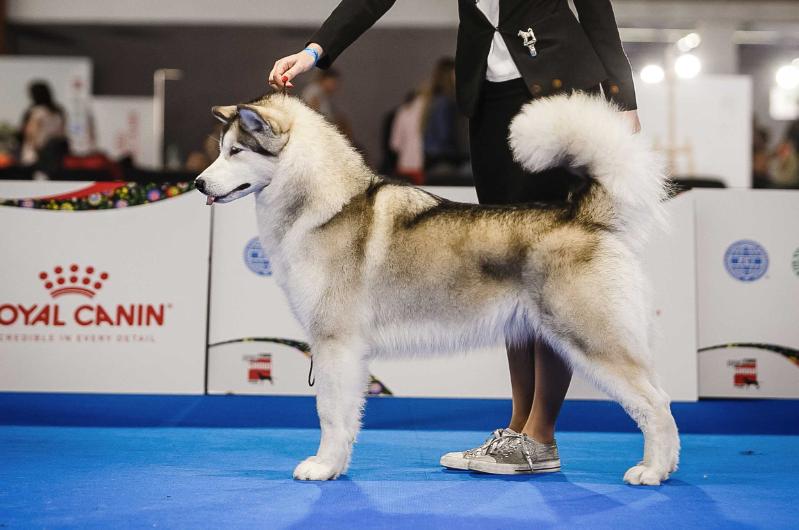 PORSHE NORTHERN SUNRISE | Alaskan Malamute 