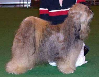 GULGATES IT'S MAGIC | Tibetan Terrier 