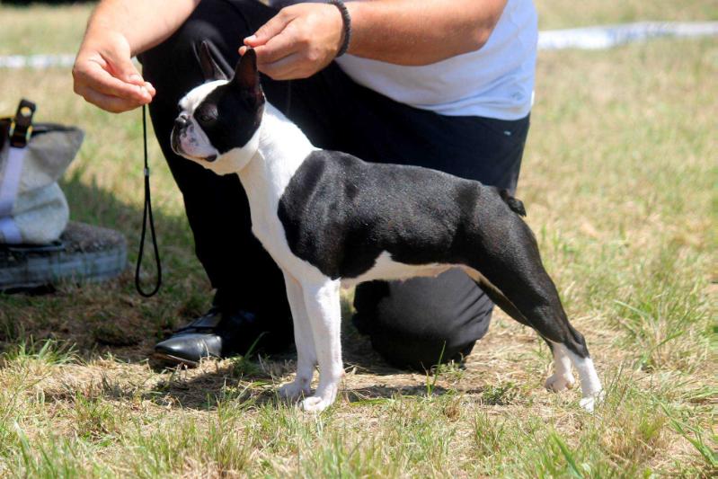 Aurora Black and White Devils | Boston Terrier 