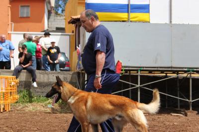 Digas des Contes d'Hoffmann | Belgian Malinois 