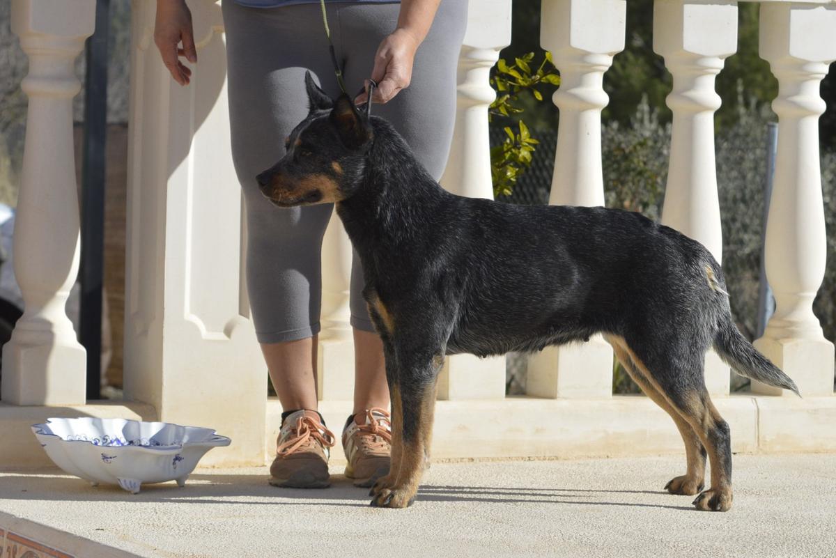 Banana Bender Kiss Your Boom Goodbye | Australian Cattle Dog 