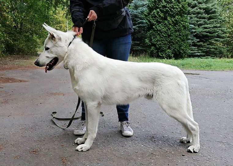 FIELISS ELRIK DEREK | White Swiss Shepherd Dog 