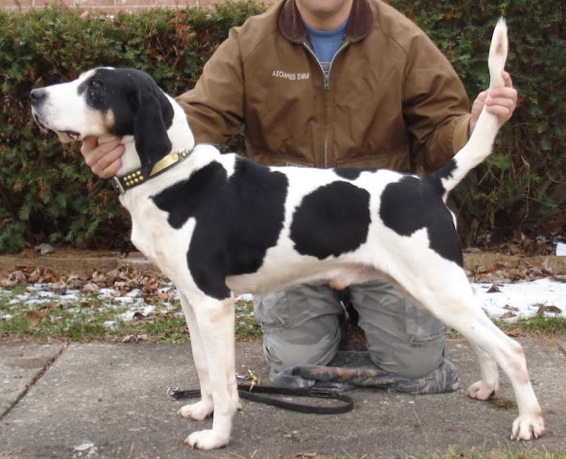 Wessel's Wild Card | Treeing Walker Coonhound 