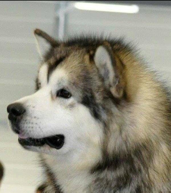 Libertia Artic Ice | Alaskan Malamute 