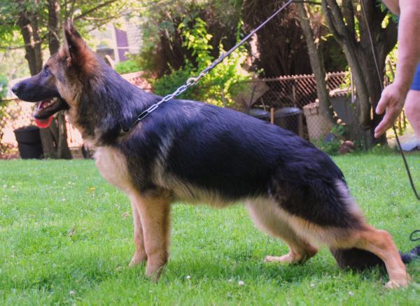 Blanca von Hirschberg | German Shepherd Dog 