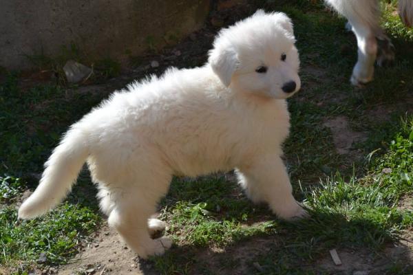 Luks Od Bijelih Andela | White Swiss Shepherd Dog 