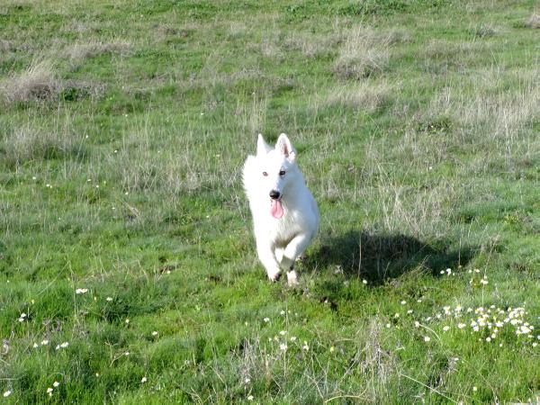 Pear de las Valquirias | White Swiss Shepherd Dog 