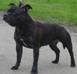 Ashsto?k Devils Diamond | Staffordshire Bull Terrier 