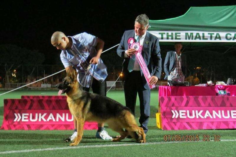 Yanka von der Kocaeli (2014) | German Shepherd Dog 