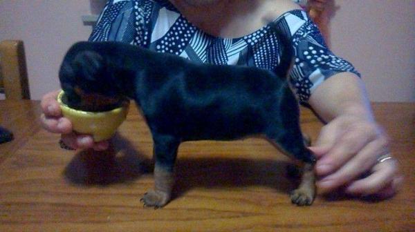 One Love For Africa Del Capo Di Leuca | Miniature Pinscher 