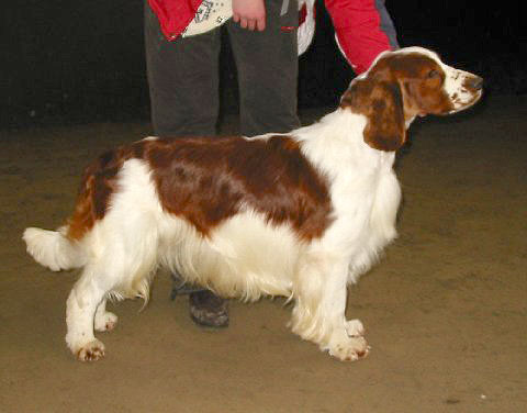 Don'S Fly Me To The Moon | Welsh Springer Spaniel 