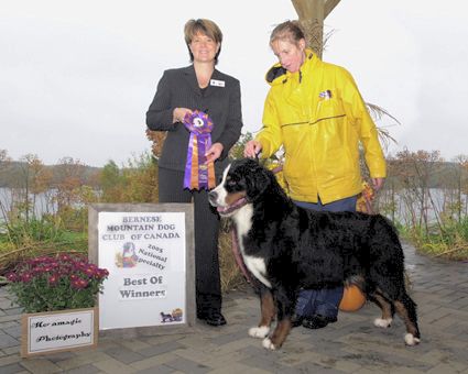 Alpenspirit Dark  Fantasy | Bernese Mountain Dog 