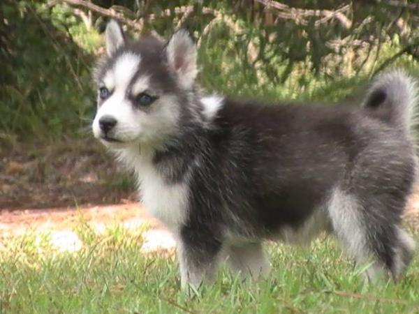 Badger | Siberian Husky 