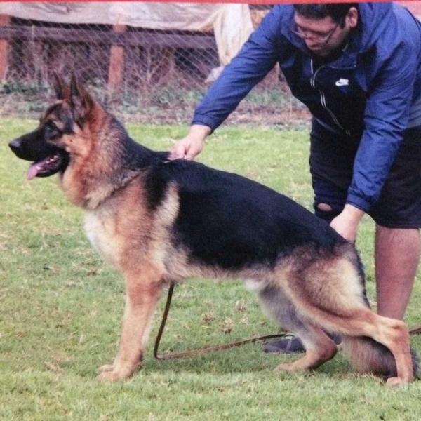 Cannon de caspal | German Shepherd Dog 