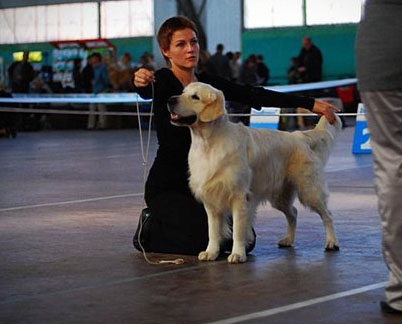 Egoist Platinum Kattyval | Golden Retriever 