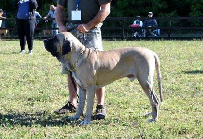 Zinco Rio Grande | Fila Brasileiro 