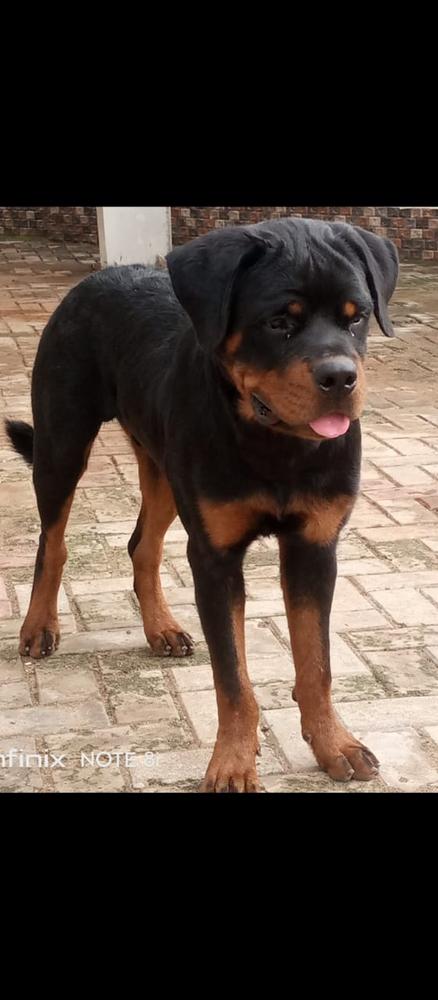 Akon Vh Goshen Prime k9 | Rottweiler 