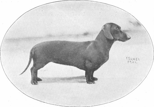 Waldine Immendorf | Dachshund 