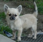 Fricker lexus | Chihuahua 