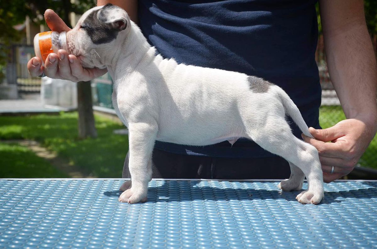 Golden Kyon Casper | American Staffordshire Terrier 