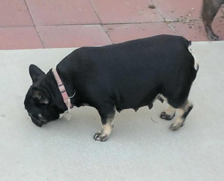 Spencerman's Zoey | French Bulldog 