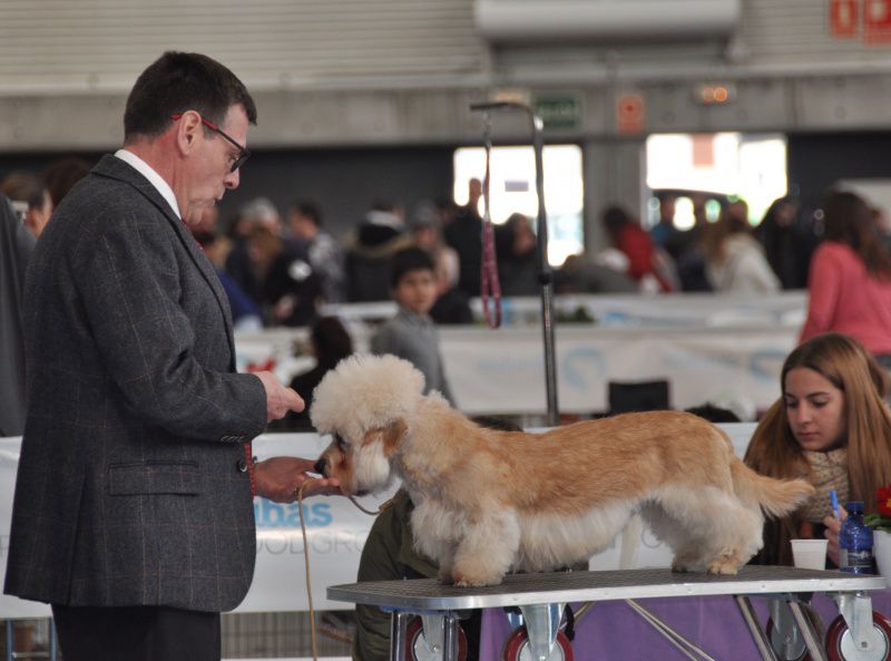 Elfwish Suzi Q at Barton | Dandie Dinmont Terrier 