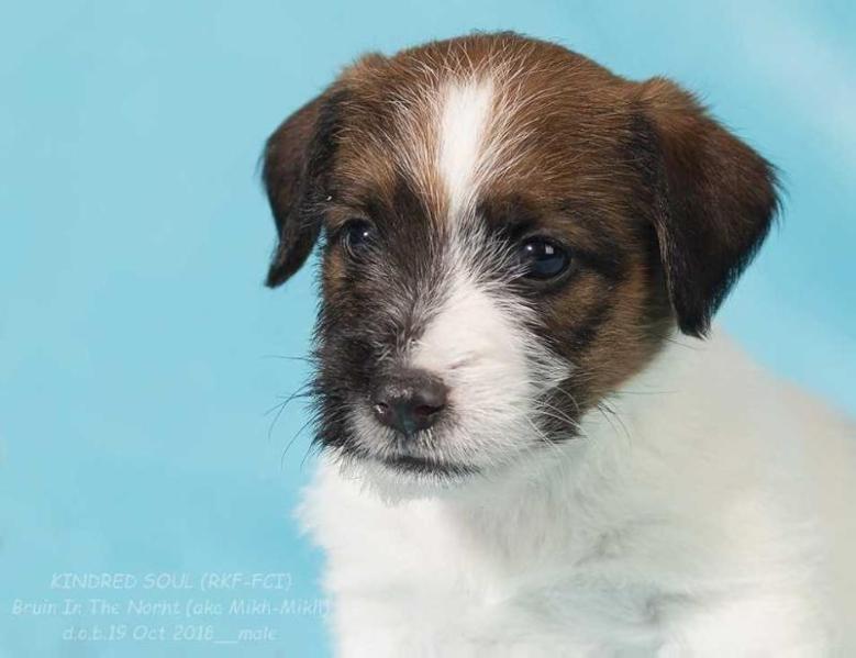 Kindred Soul Bruin In The Norht | Jack Russell Terrier 