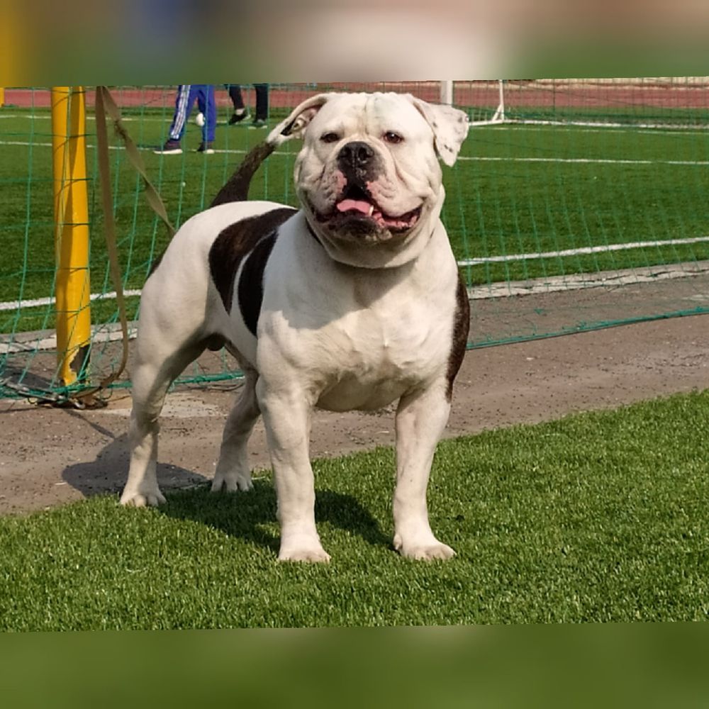 king of bulls | American Bulldog 