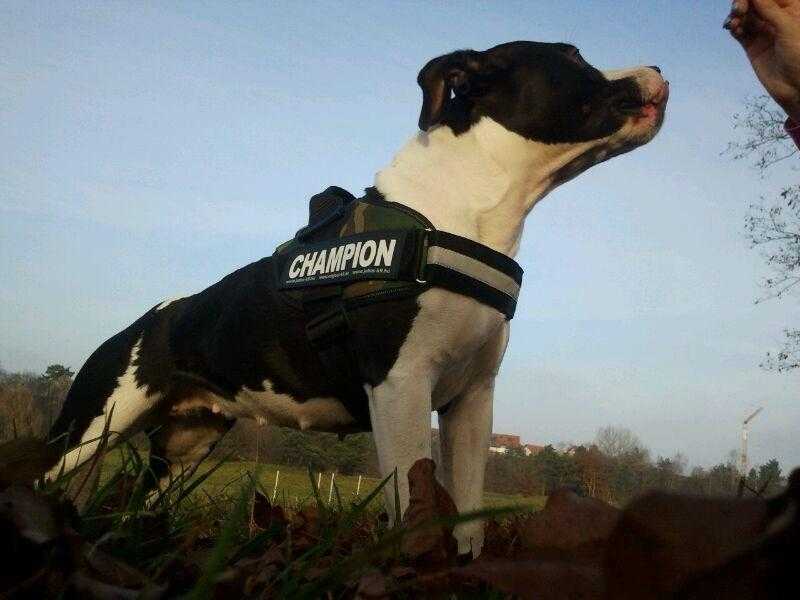 Komtesse Viva Von der Veste Rohr | American Staffordshire Terrier 