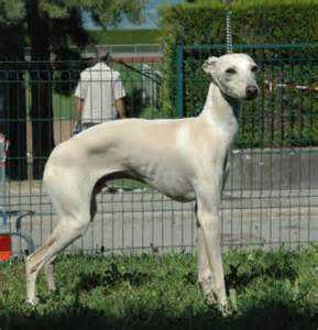 BEL AGHIOS MINOS DU DOMAINE DE CHANTELOUP | Italian Greyhound 