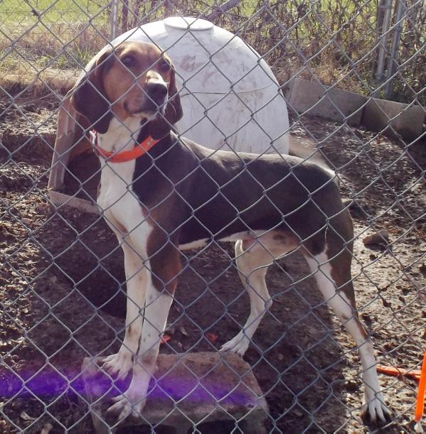 Richards' Tough Times Bocephus | Treeing Walker Coonhound 