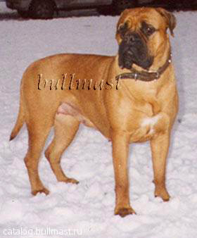 Holli Olivia Sharm | Bullmastiff 