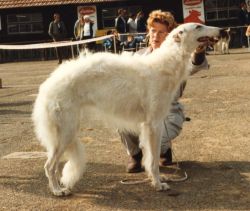 Bangara du Comtè de Gruyère | Borzoi 