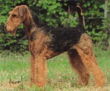 Saredon Chariot of Fire | Airedale Terrier 