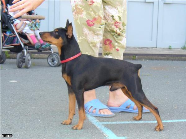 Esher | Miniature Pinscher 