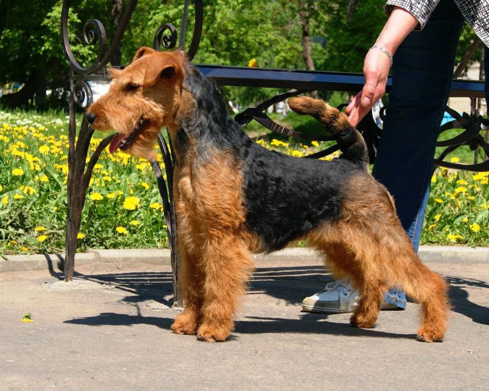 MIXMIRA FLER ARMAYA | Welsh Terrier 