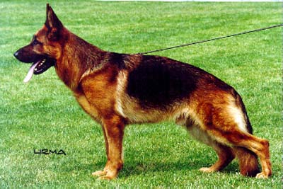 Uri vom Amulree | German Shepherd Dog 
