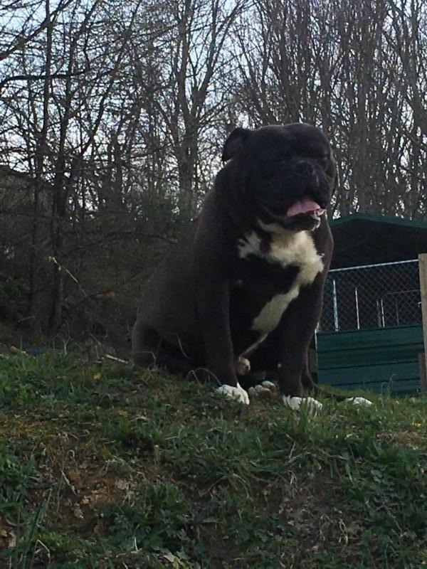 Pack's Rebel | Olde English Bulldogge 