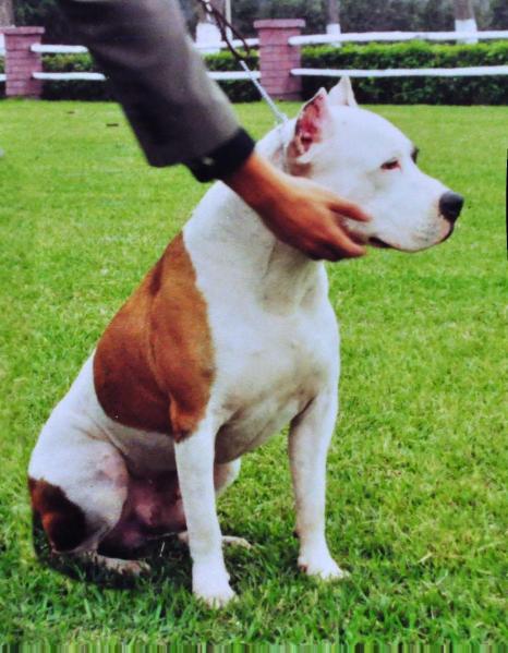 Capricho Alternativet | American Staffordshire Terrier 