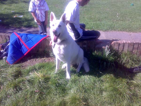 Aldermaston Zimba Mufasa | White Swiss Shepherd Dog 