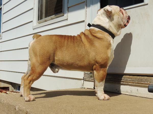 Freed's Bolo | Olde English Bulldogge 