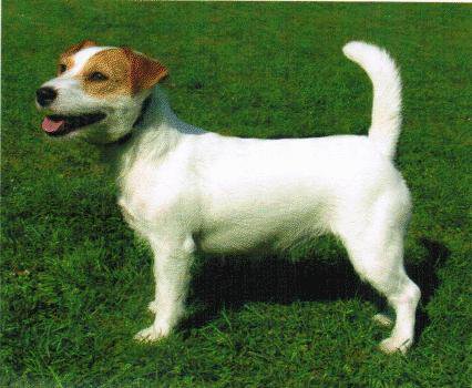 ARWENA Frifro-Figlarski | Jack Russell Terrier 