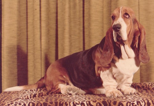 Woodstock Thalia | Basset Hound 