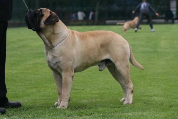 Ajax de Dogosroy | Bullmastiff 